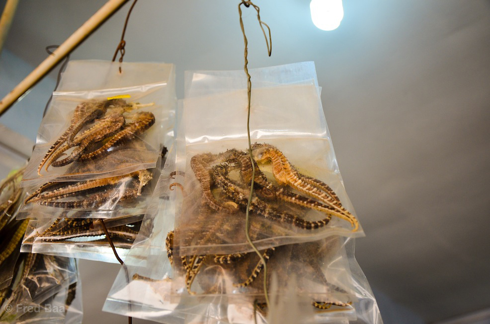 Dried seahorses. Yes.